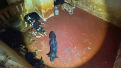 Polícia prende adestrador de cachorros por maus-tratos e resgata 12 animais