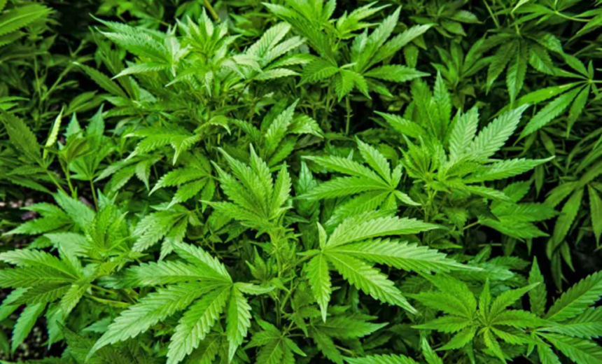 Liberação da cannabis pode gerar 328 mil empregos no Brasil