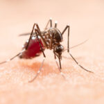 Dengue: SP lidera número de mortes por dengue em 2024