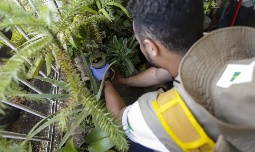 Dengue: confira recomendações do MS aos gestores estaduais e municipais de saúde Dengue: confira recomendações do MS aos gestores estaduais e municipais de saúde