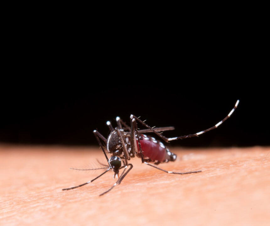 Dengue: ressurgimento do sorotipo 3 pode agravar surtos da doença no país