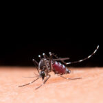 Dengue: Sudeste concentra 73% do número de casos prováveis no país nas primeiras semanas de 2025