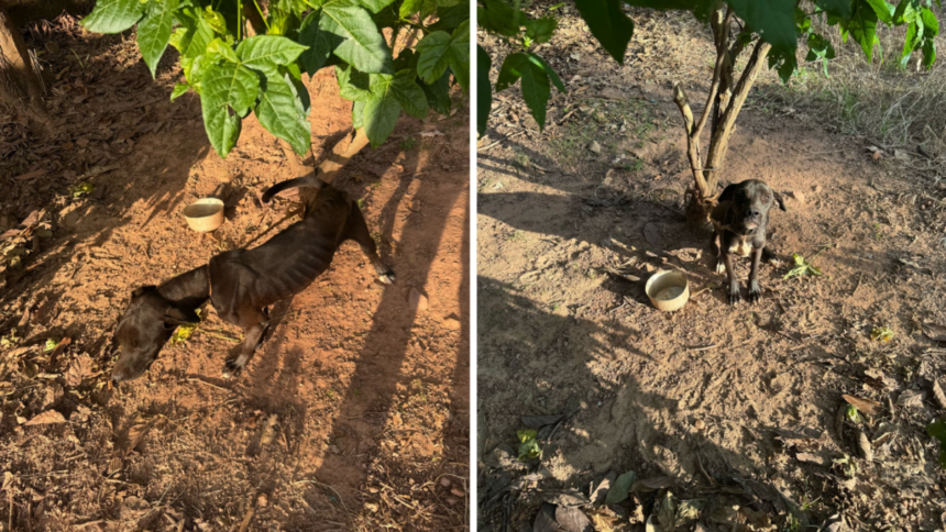 PCGO prende homem em flagrante por maus-tratos a animal em Estrela do Norte – Policia Civil do Estado de Goiás PCGO prende homem em flagrante por maus-tratos a animal em Estrela do Norte – Policia Civil do Estado de Goiás