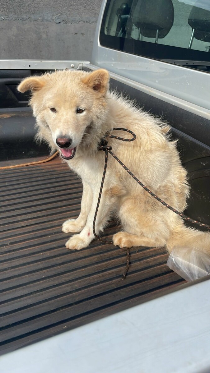 Polícia Civil resgata cachorro vítima de maus-tratos em Itumbiara e prende tutor – Policia Civil do Estado de Goiás