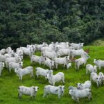 Agrodefesa reforça controle da brucelose e da tuberculose em Goiás – Portal Goiás