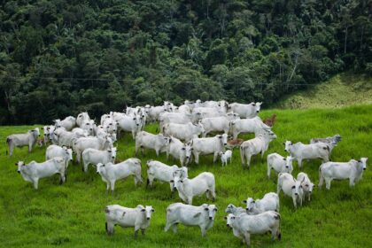 Agrodefesa reforça controle da brucelose e da tuberculose em Goiás – Portal Goiás