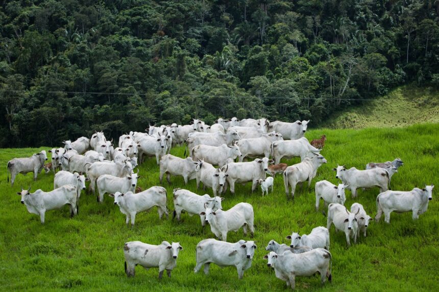 Agrodefesa reforça controle da brucelose e da tuberculose em Goiás – Portal Goiás