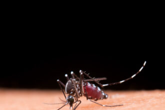 Dengue: atenção aos primeiros sinais pode salvar vidas