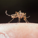 Dengue grave: reconheça sintomas e evite complicações