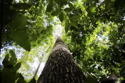 Licenciamento ambiental: proposta aprovada no Senado unifica procedimentos e simplifica concessão de licenças