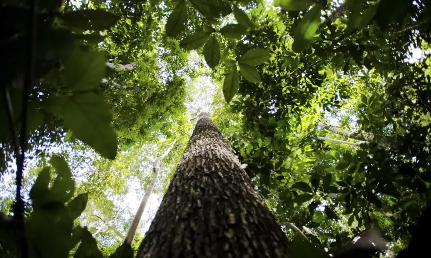 Licenciamento ambiental: proposta aprovada no Senado unifica procedimentos e simplifica concessão de licenças Licenciamento ambiental: proposta aprovada no Senado unifica procedimentos e simplifica concessão de licenças