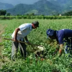 Pronaf: BASA projeta atender 30 mil famílias com R$ 2,5 bi em financiamentos, em 2025