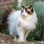 7 raças de gato ideais para quem tem cachorro 