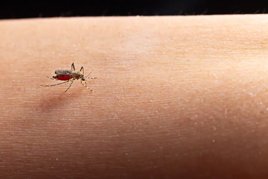 Zika e chikungunya: importância de reconhecer sintomas e buscar atendimento médico Zika e chikungunya: importância de reconhecer sintomas e buscar atendimento médico