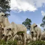 Brasil se torna líder na exportação de bovinos vivos pelo mar; atividade gera críticas por sofrimento animal e riscos socioambientais