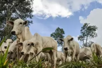 Brasil se torna líder na exportação de bovinos vivos pelo mar; atividade gera críticas por sofrimento animal e riscos socioambientais