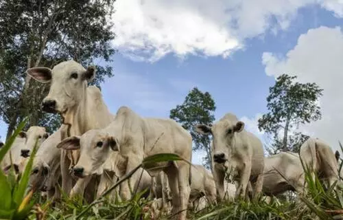 Brasil se torna líder na exportação de bovinos vivos pelo mar; atividade gera críticas por sofrimento animal e riscos socioambientais