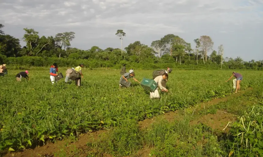Crédito verde e agricultura familiar: Banco da Amazônia amplia apoio com R$ 2,5 bilhões em 2025 Crédito verde e agricultura familiar: Banco da Amazônia amplia apoio com R$ 2,5 bilhões em 2025