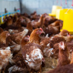 Gripe aviária: Brasil investiga 12 casos suspeitos em aves domésticas e silvestres; não há restrição de consumo