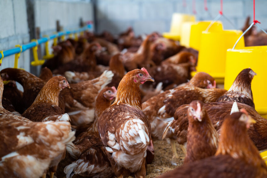 Gripe aviária: Goiás confirma novo foco em aves domésticas Gripe aviária: Goiás confirma novo foco em aves domésticas