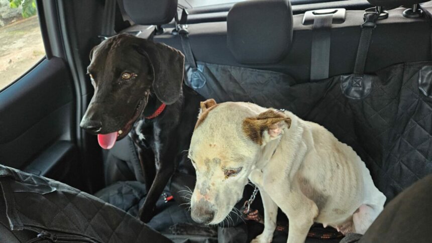 PCGO resgata cães vítimas de maus-tratos e prende tutor em flagrante em Goiânia – Policia Civil do Estado de Goiás PCGO resgata cães vítimas de maus-tratos e prende tutor em flagrante em Goiânia – Policia Civil do Estado de Goiás