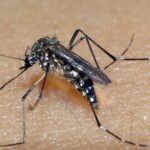 RIO GRANDE DO SUL: estado registra 81 mil casos prováveis e 21 óbitos por dengue em 2025