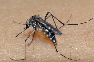 RIO GRANDE DO SUL: estado registra 81 mil casos prováveis e 21 óbitos por dengue em 2025