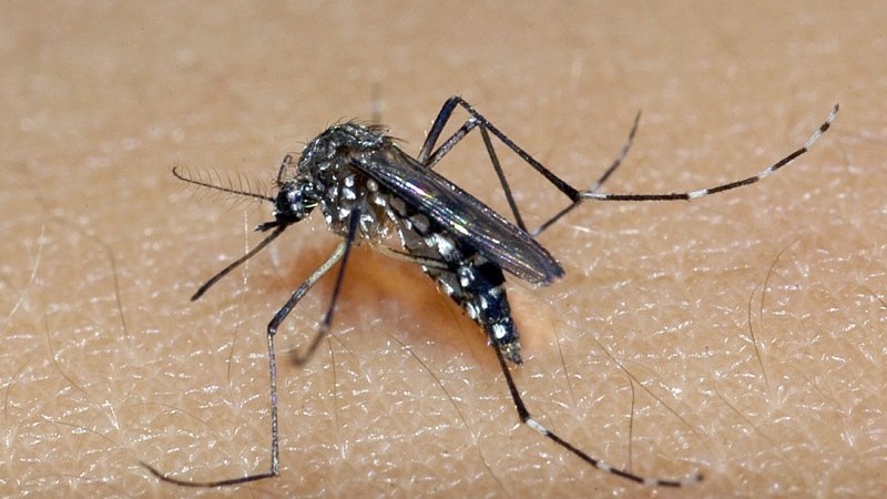 RIO GRANDE DO SUL: estado registra 81 mil casos prováveis e 21 óbitos por dengue em 2025 RIO GRANDE DO SUL: estado registra 81 mil casos prováveis e 21 óbitos por dengue em 2025