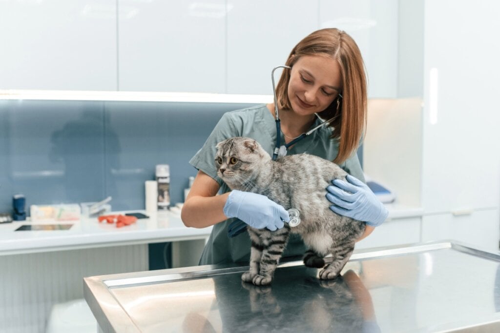 6 dicas de como agir ao resgatar um animal abandonado