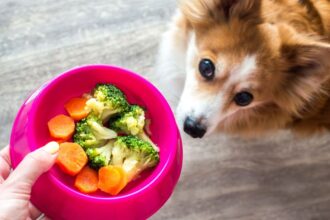 5 sinais de que é hora de mudar a alimentação do animal