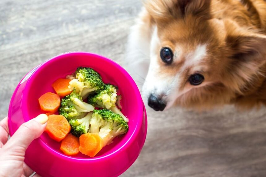 5 sinais de que é hora de mudar a alimentação do animal