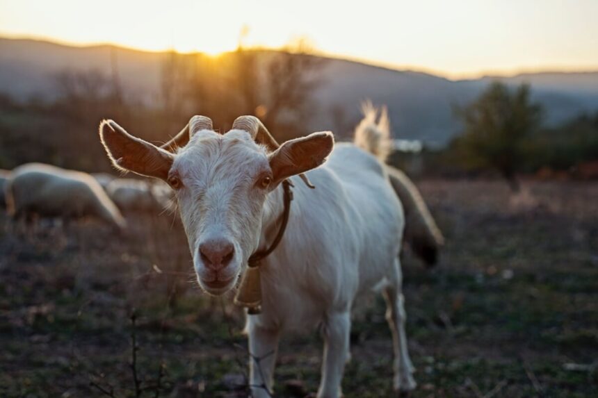 8 curiosidades interessantes sobre as cabras 8 curiosidades interessantes sobre as cabras