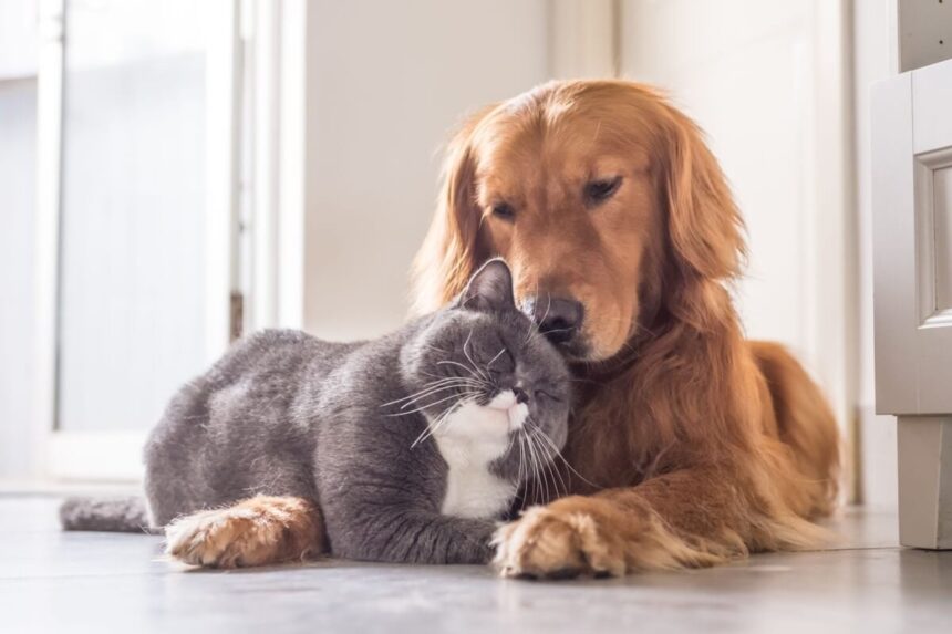 7 raças de cachorro ideais para quem tem gato 7 raças de cachorro ideais para quem tem gato