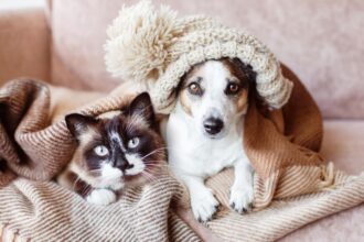 8 impactos do frio na saúde de cães e gatos 