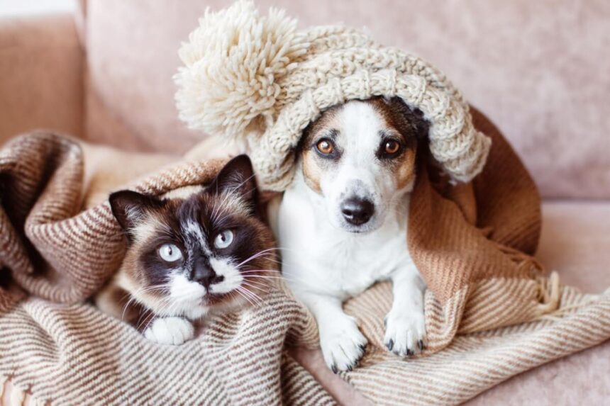 8 impactos do frio na saúde de cães e gatos 8 impactos do frio na saúde de cães e gatos