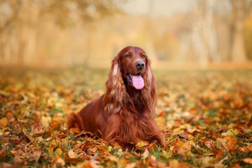 4 características do cachorro da raça setter irlandês 4 características do cachorro da raça setter irlandês