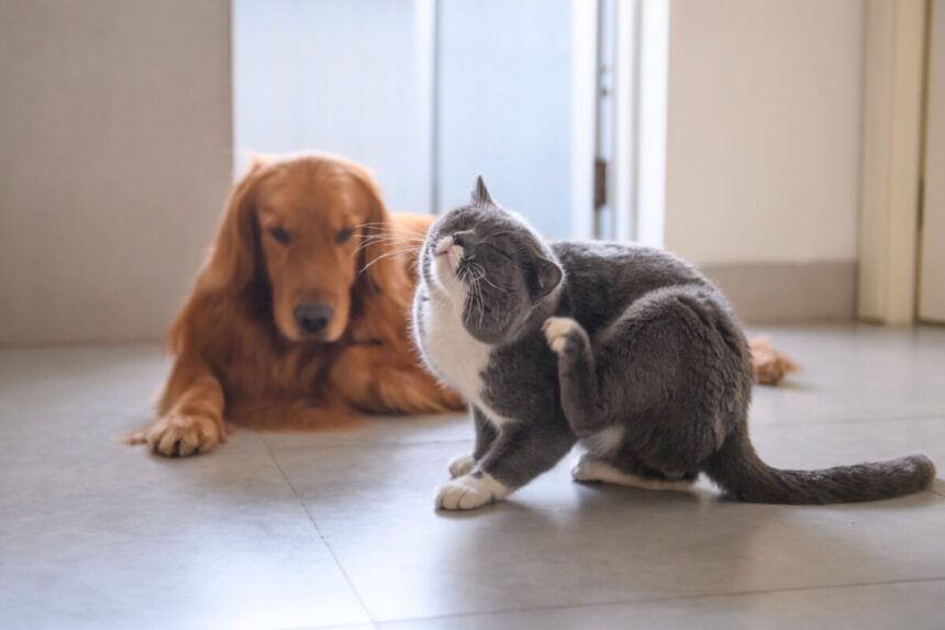 3 chás para ajudar a aliviar a coceira em cães e gatos