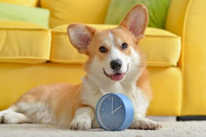8 motivos para manter a rotina de cães e gatos 