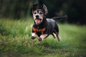 6 cuidados fundamentais com animais idosos