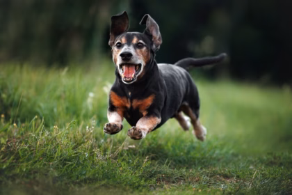 6 cuidados fundamentais com animais idosos