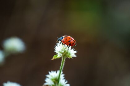 7 curiosidades incríveis sobre as joaninhas 