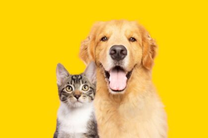 Saiba como identificar e prevenir doenças renais em animais