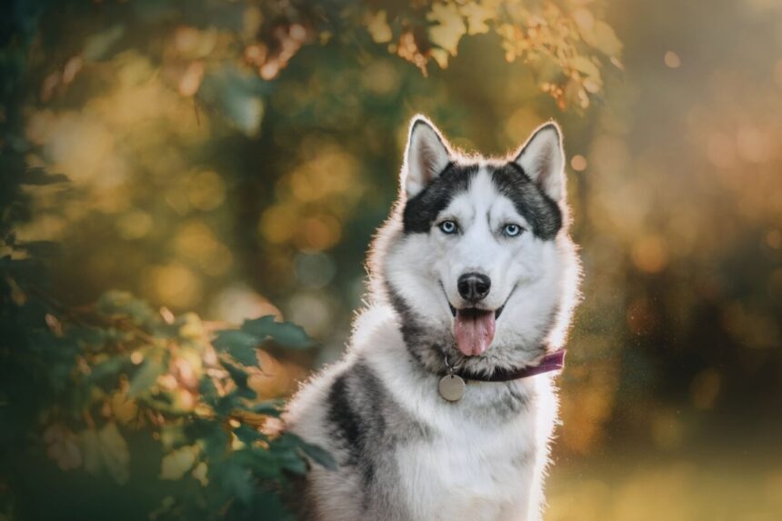 12 nomes fortes para cachorro