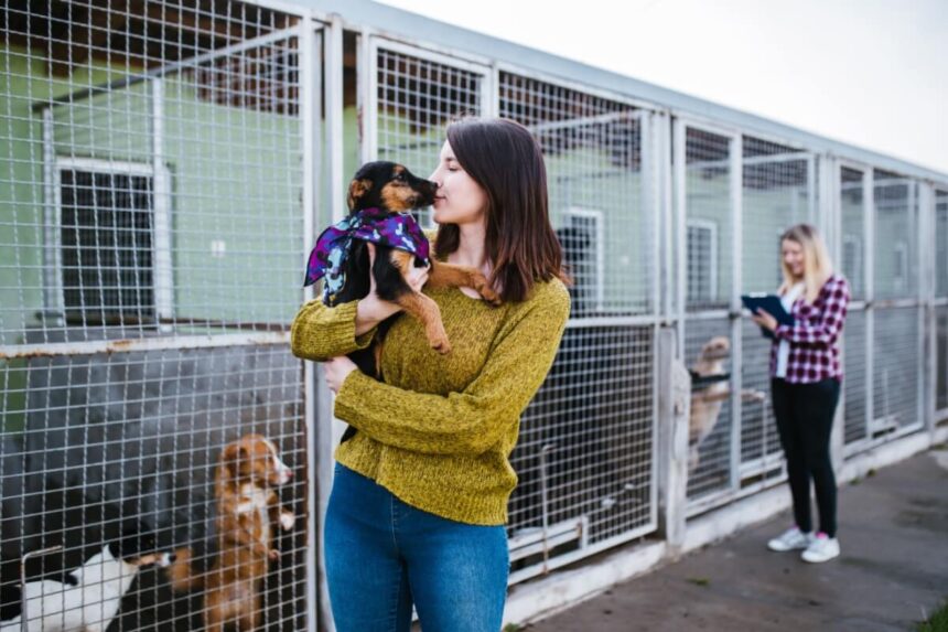 7 meios de adotar um animal de estimação