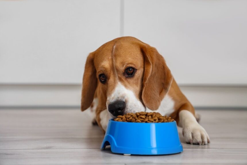 Veja como trocar a comida do animal de forma segura Veja como trocar a comida do animal de forma segura