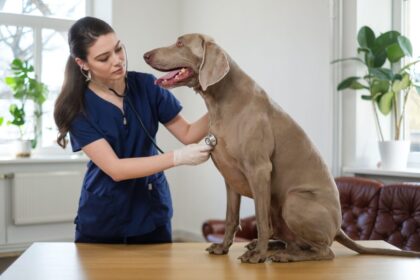 10 causas para o tremor em cachorros