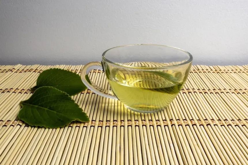 7 benefícios do chá de boldo para a saúde 7 benefícios do chá de boldo para a saúde
