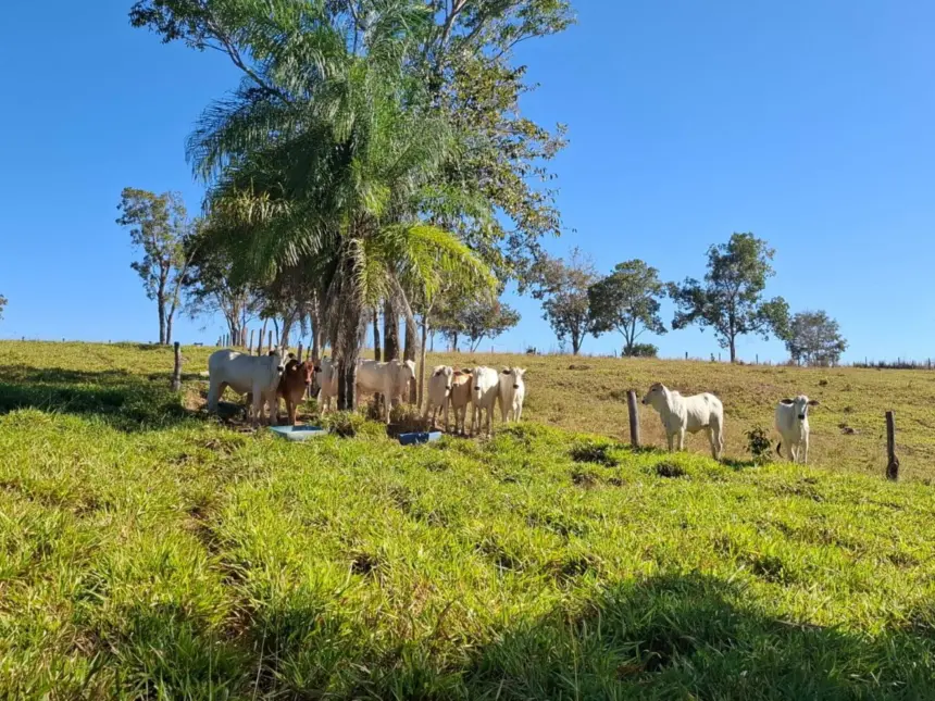 Polícia Civil apreende 27 cabeças de gado e arma irregular durante operação contra estelionato em Formoso – Policia Civil do Estado de Goiás Polícia Civil apreende 27 cabeças de gado e arma irregular durante operação contra estelionato em Formoso – Policia Civil do Estado de Goiás