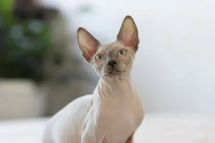 6 raças de gato sem pelo