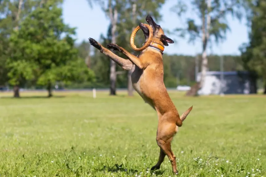 7 raças de cachorro com bastante energia 7 raças de cachorro com bastante energia